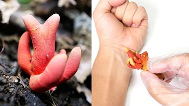 昆虫や冬虫夏草などを扱う生き物系が人気ニッチな動画に教育的価値が？