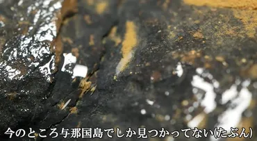 うごめ紀】岩盤の隙間にいる新種の生物を求めて与那国島へ!!【大冒険】