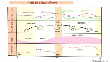 結婚前に把握すべき!ホルモンバランスを知るブライダルチェック