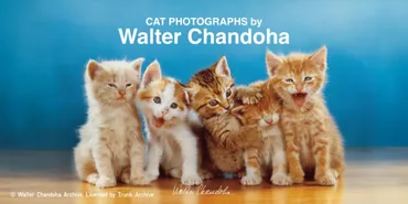 ユニクロUT猫Tシャツはいつ？発売情報まとめ！猫好き必見コラボ？猫写真家ウォルター・チャンドーハ氏、ユニクロUTデビュー