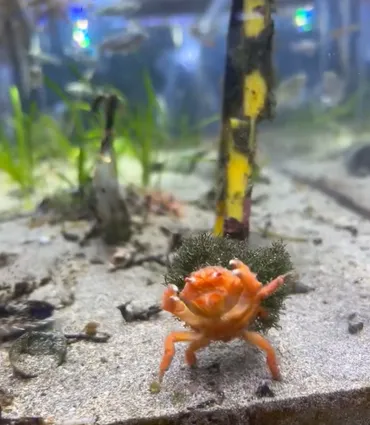 水中でジャンプ→着地して「イエーイ!」来館者の前で仁王立ちを決めるカニ 目を疑う予測不能の行動「最高に可愛い」