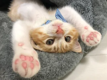 SNS総フォロワー3.8万 猫の【ツンデレ男ルナさん】がぬいぐるみ になって登場！Tシャツやタオル、文具などその他オリジナルグッズの数々とセットも含めた先行予約販売をMakuakeにて開始！